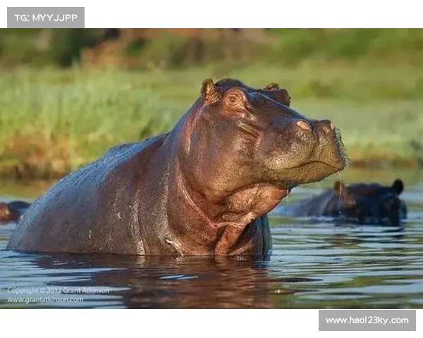 巴舒亚伊语言特点与文化背景探讨 以及其对非洲语言多样性的影响